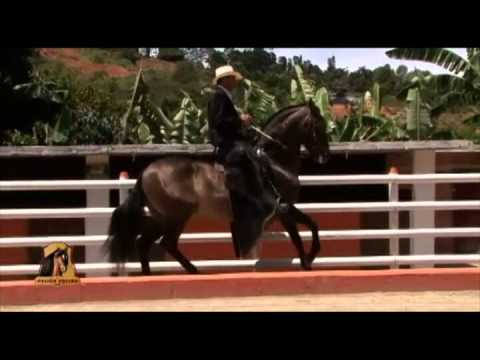 download lagu mp3 mp4 Pasion Equina, download lagu Pasion Equina gratis, unduh video klip Pasion Equina