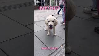 Everyone is Happy in Norway! #puppy  #puppylove  #norway  #cute  #tromsø #celebritycruises