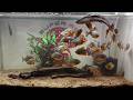 SCARY PIRANHA Devour SNAKEHEAD UNTIL BONES LIVE FEEDING