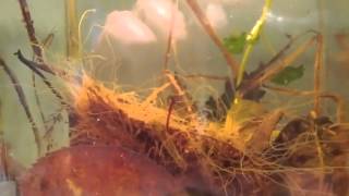 What are these things?