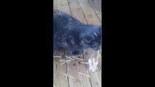 Cat wants to play mikado!