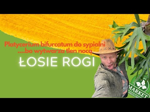 ŁOSIE ROGI TO JEDYNA PAPROĆ, która u Ciebie przetrwa🌱 Idealna do SYPIALNI bo DOTLENIA MÓZG🧠