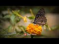 Butterfly Whatsapp Status Video 4k Status Video Nature Special Statusvideo Nature Butterfly