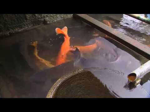 Japan's Secret Watergarden