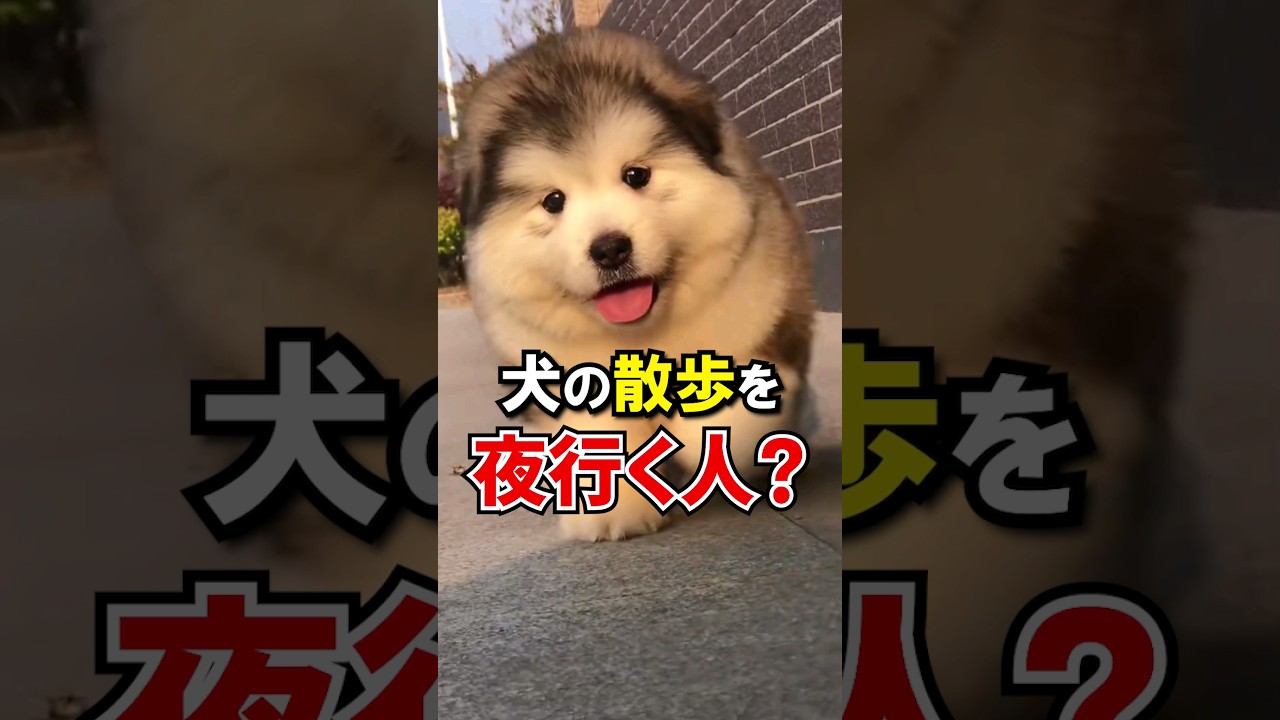 犬の散歩を夜行ってはダメ？