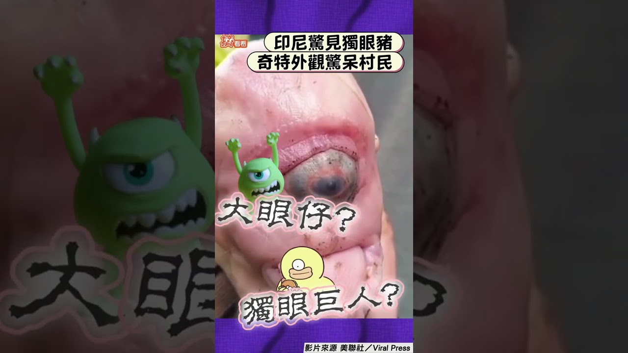 外星生物？印尼小豬出生僅有一隻眼　居民嚇壞：不祥徵兆