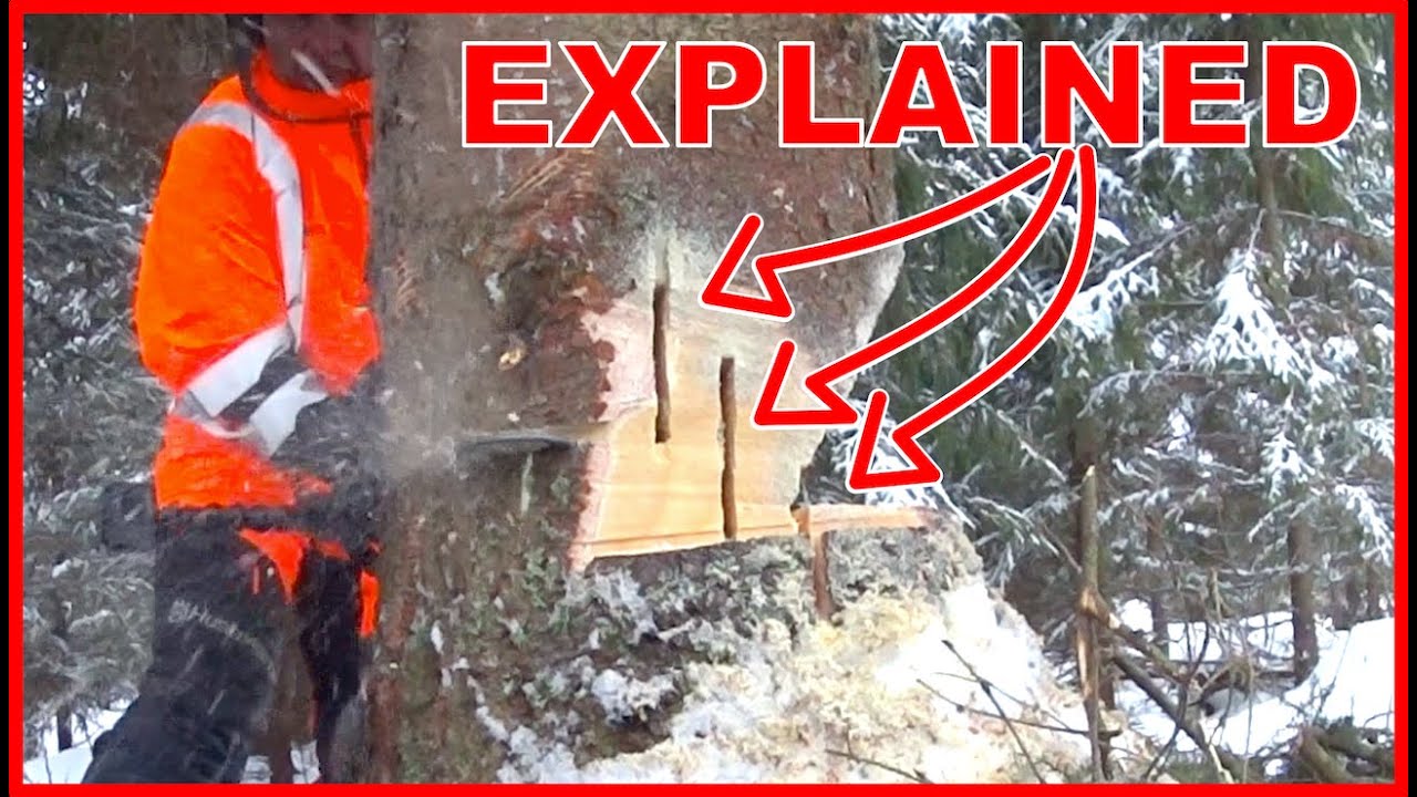 Mysterious SHARK GILL felling technique explained