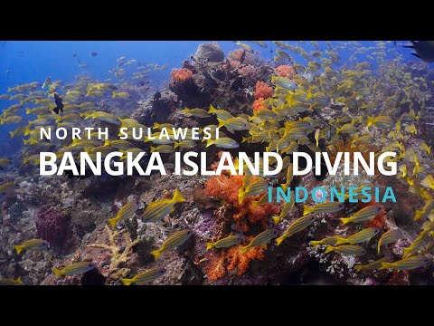 Bangka Island Diving | Incredible Marine Life of North Sulawesi | Indonesia 2025