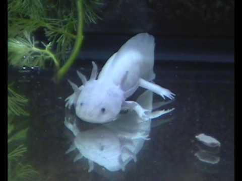 axolotl is eating beef liver