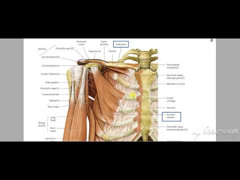 Pectoral region muscles 2