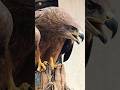 Eagle Sound