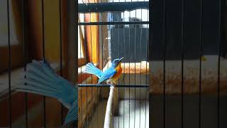 Download lagu Kicau Burung Tledekan Gunung Gacor #sulingangunung #masteranburung #tledekangununggacor mp3