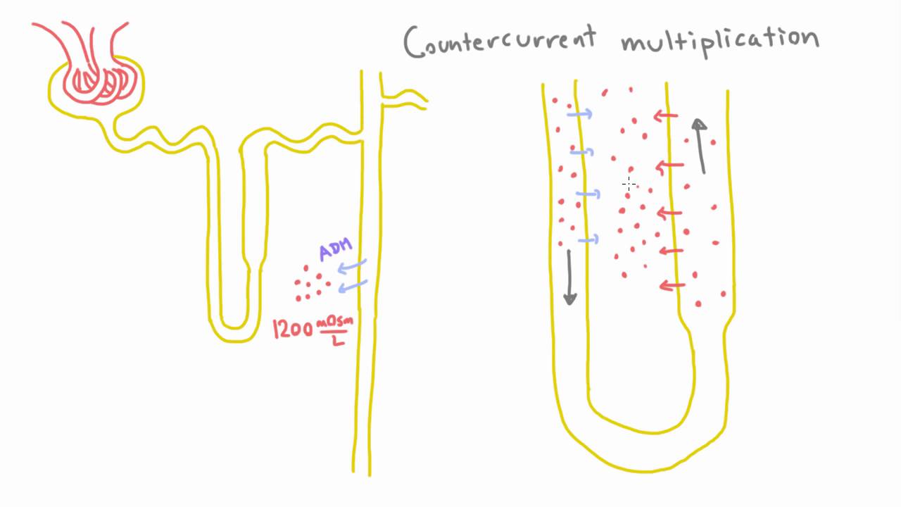 Countercurrent Multiplication in the Loop of Henle