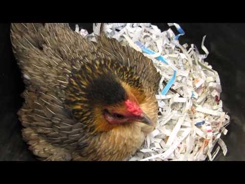 Funny animals cartoons - Angry Chicken 