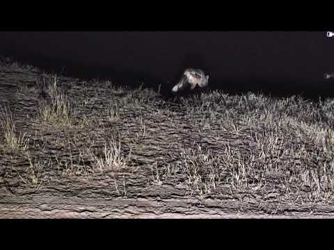 Djuma: Side-striped Jackal - 04:00 - 08/12/18
