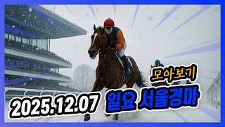 2025년 12월 7일 일요 서울경마 전체경주 모아보기