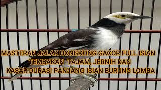 Download lagu MASTERAN JALAK HONGKONG GACOR FULl ISIAN TEMBAKAN TAJAM VOKAL JERNIH DURASI PANJANG BERVARIASI mp3