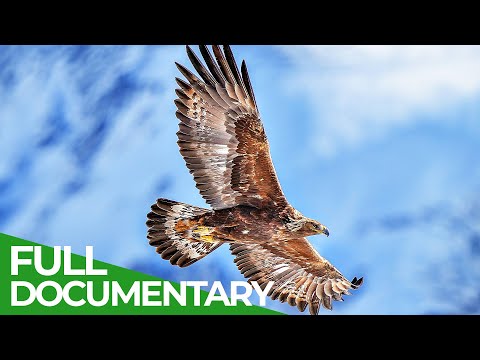 The Golden Eagle Kings of the Alps