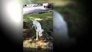 Louie from hell to love