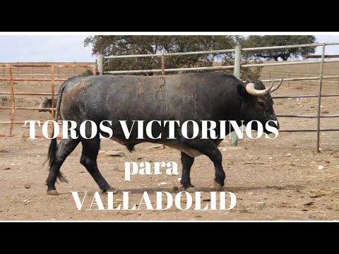 TOROS VICTORINOS para CORRIDA DE TOROS en VALLADOLID