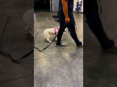 CactusK9Training video.