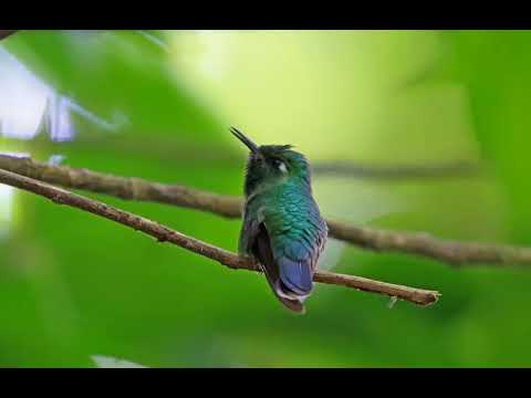 download lagu mp3 mp4 Sonido De Colibri, download lagu Sonido De Colibri gratis, unduh video klip Sonido De Colibri