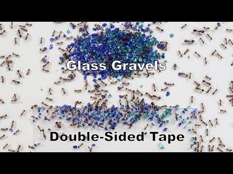 Watching Fire Ants Pave A Path Over Sticky Sided Tape Is Mesmerizing