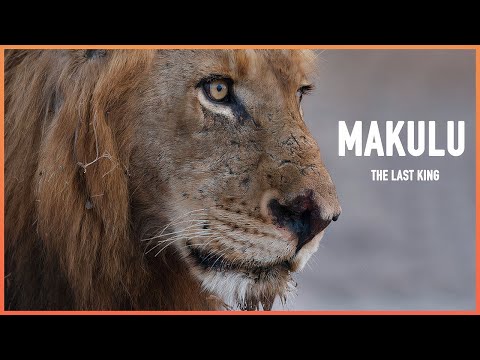 The terrifying Mapogo leader Makulu… the legendary and strongest lion in history!