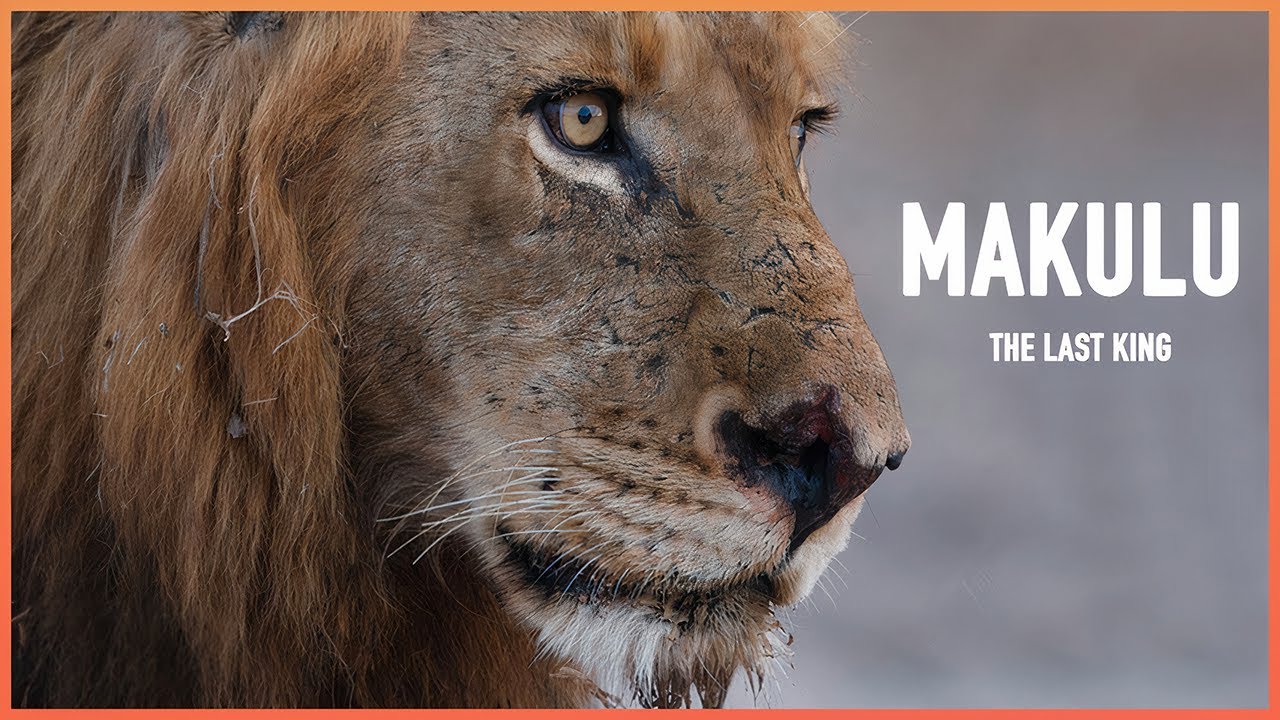 The terrifying Mapogo leader Makulu… the legendary and strongest lion in history!