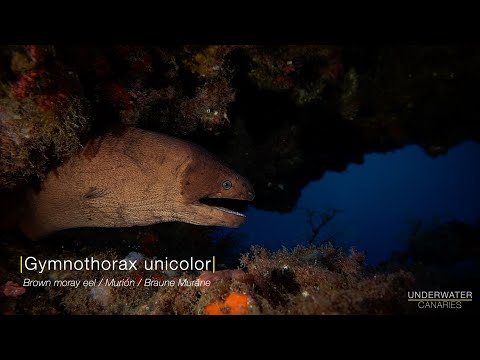 Gymnothorax unicolor