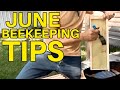 6 Important Beekeeping Tips For June
