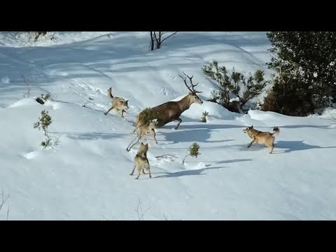 Стая серых волков в деле