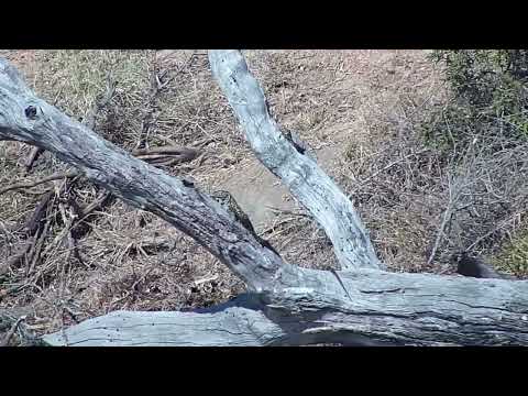 Djuma: Blacksmith Lapwing on nest, Grey Heron, Hippo and Monitor Lizards - 14:17 - 08/31/2023