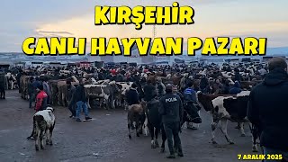 KIRŞEHİR CANLI HAYVAN PAZARINDA MUHTEŞEM BİR KALABALIK
