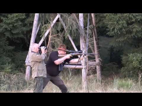 Old stag killed and two stags on the trail!