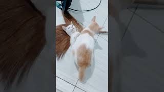 Download lagu Gaya Kucing kawin masa kini || part 1 mp3