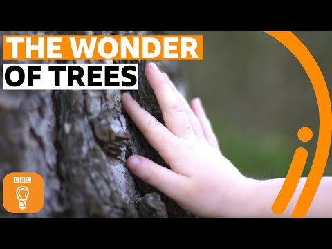 寫給樹木的情書？  | BBC創意 (A love letter to trees ?  | BBC Ideas)