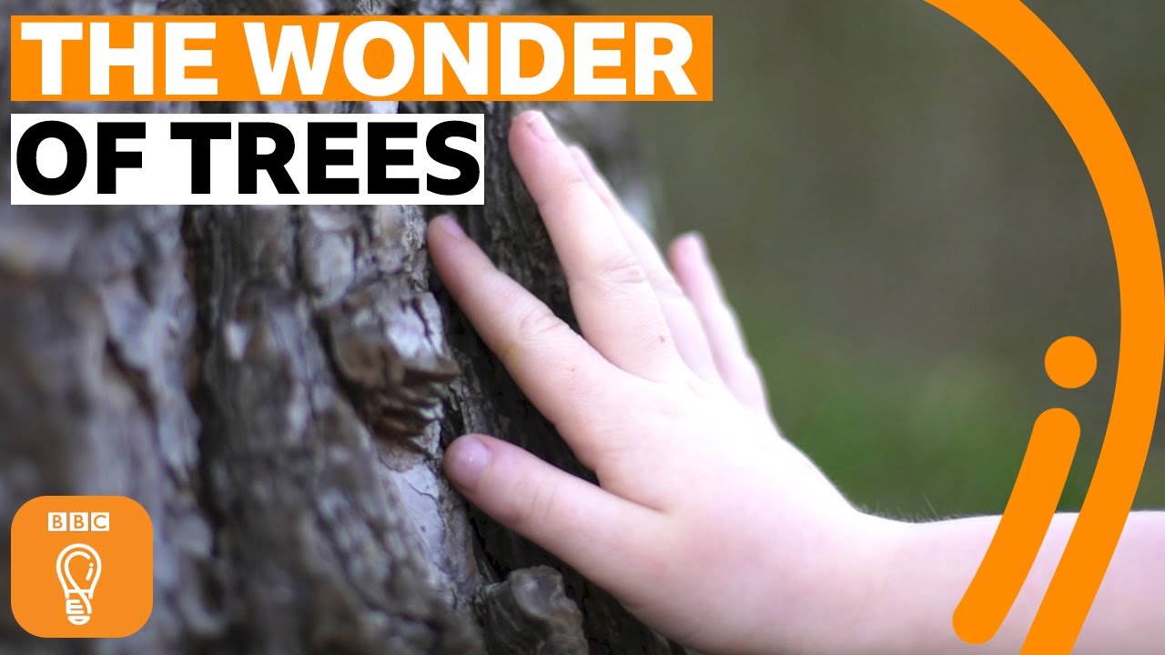 A love letter to trees 💚  | BBC Ideas