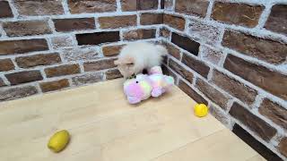 ハーフ犬の動画01