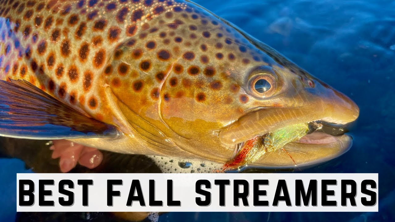 Best Streamers for Trout in Fall - Net More BIG Fish