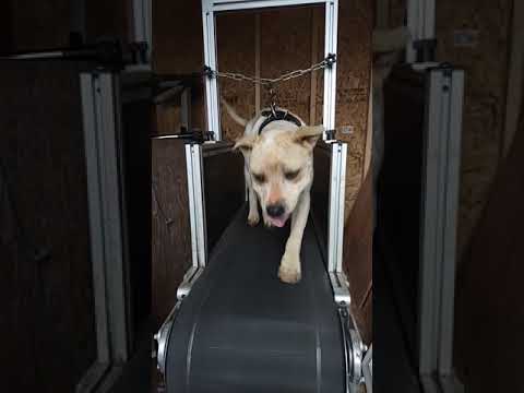 Melvin W Slayer. Stonewall Grandson Honeybunch x 2 in 4. Dog show in a week.