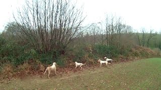 Chasse bécasse 24 déc 2014 en Bretagne