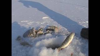 Рыбалка зимняя на красноярском море