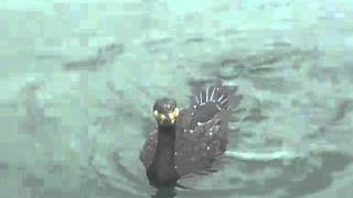 preview picture of video 'cormoran fishing.MP4'
