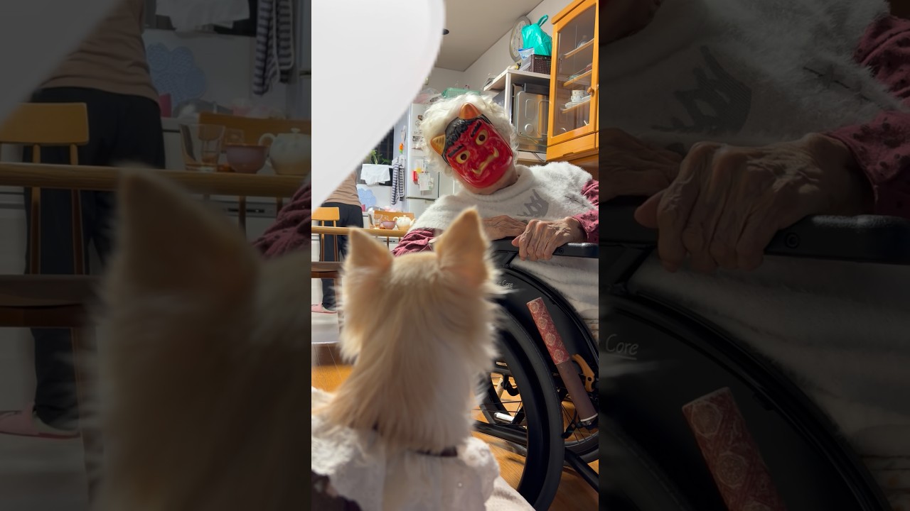 「節分」 おばあとチワワさん