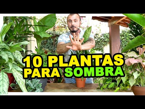 , title : '10 PLANTAS PARA SOMBRA'