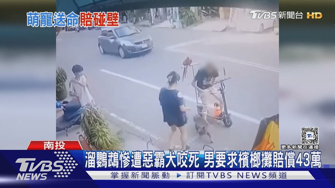 鸚鵡慘遭惡霸犬咬死　男要求檳榔攤賠償43萬