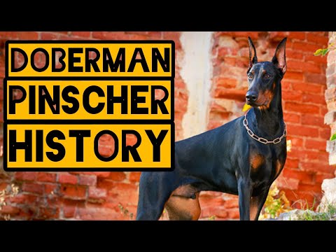 The Fascinating History of the Doberman Pinscher: From Guard Dog to Beloved Companion