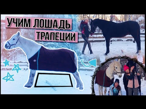 🐎 УЧИМ ЛОШАДЬ делать ТРАПЕЦИЮ / как научить лошадь #MTkonoBLOG | MarishaMT blogger