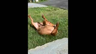 Video preview image #1 Dachshund-Unknown Mix Puppy For Sale in NYC, NY, USA
